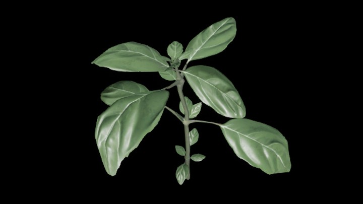 UE项目资源_模型资源_植物383