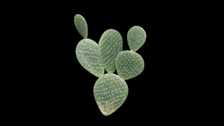 UE项目资源_模型资源_植物390