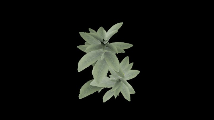 UE项目资源_模型资源_植物401