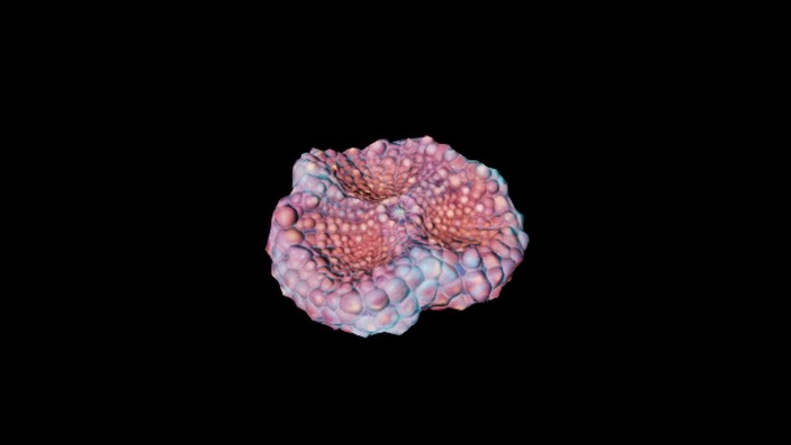 UE项目资源_模型资源_珊瑚007