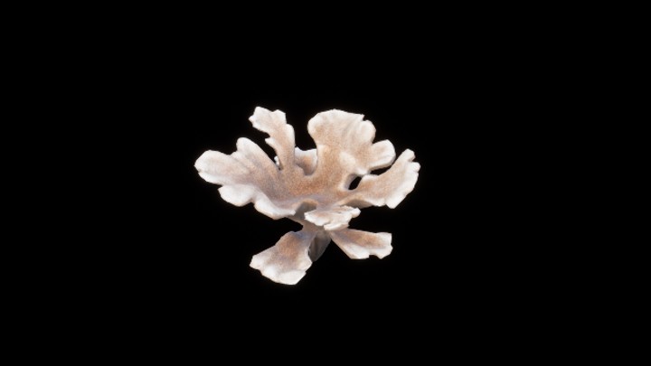 UE项目资源_模型资源_珊瑚008