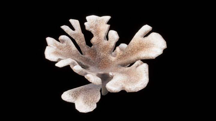 UE项目资源_模型资源_珊瑚009