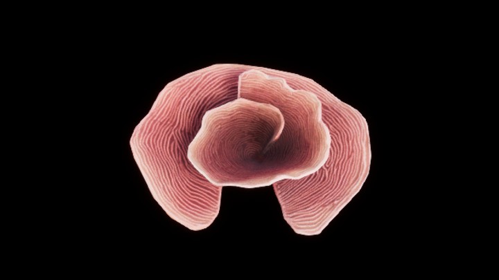 UE项目资源_模型资源_珊瑚丛016