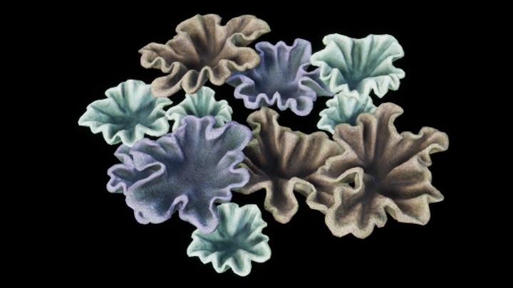 UE项目资源_模型资源_珊瑚丛023