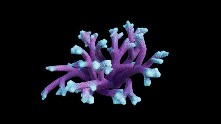 UE项目资源_模型资源_珊瑚丛025