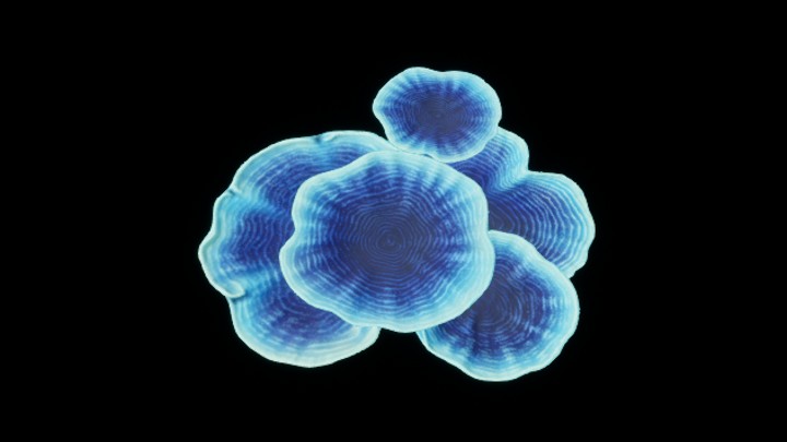 UE项目资源_模型资源_珊瑚丛028