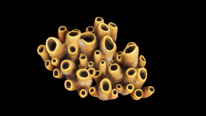 UE项目资源_模型资源_珊瑚丛032