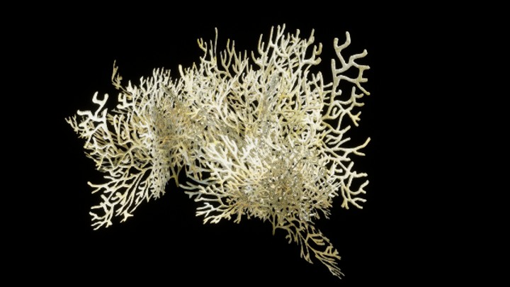 UE项目资源_模型资源_珊瑚丛041