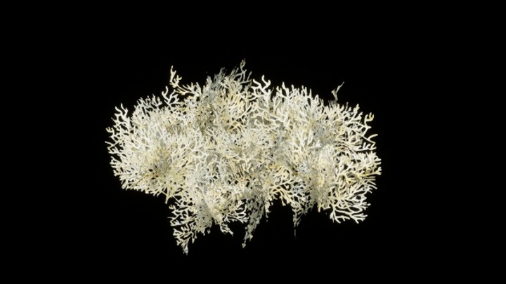 UE项目资源_模型资源_珊瑚丛042