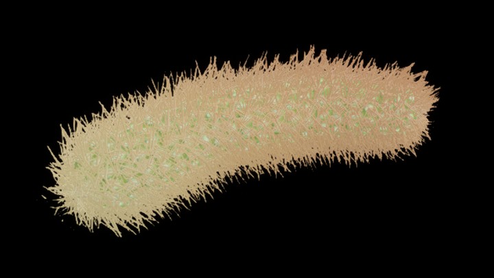 UE项目资源_模型资源_仙人掌041