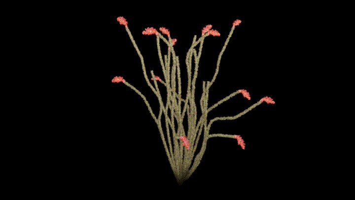 UE项目资源_模型资源_仙人掌043