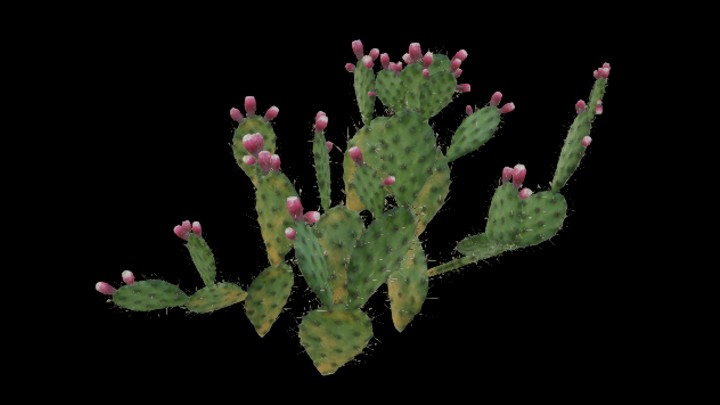 UE项目资源_模型资源_仙人掌054