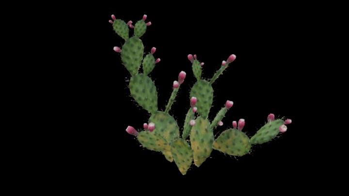 UE项目资源_模型资源_仙人掌055