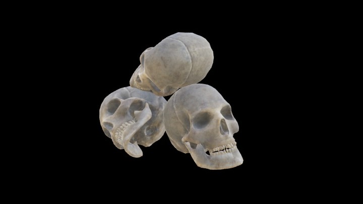 UE项目资源_模型资源_头骨014