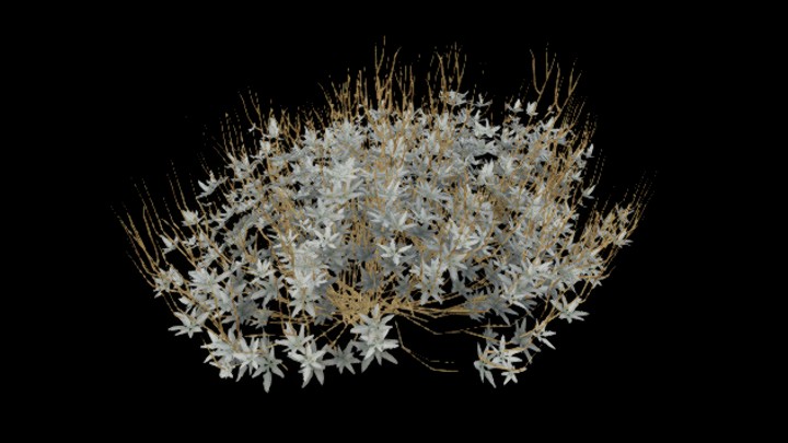 UE项目资源_模型资源_扁果菊002