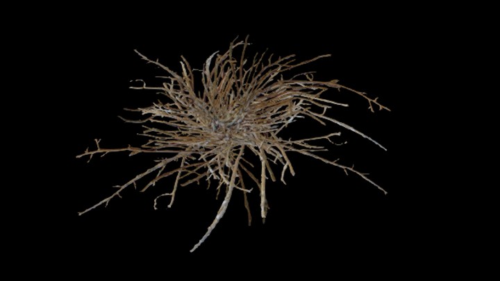 UE项目资源_模型资源_杂草012