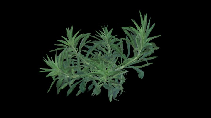 UE项目资源_模型资源_杂草016