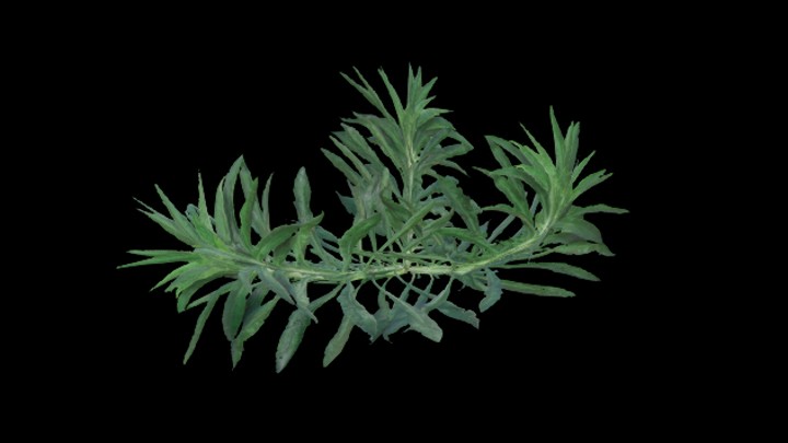 UE项目资源_模型资源_杂草017