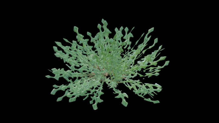 UE项目资源_模型资源_杂草018