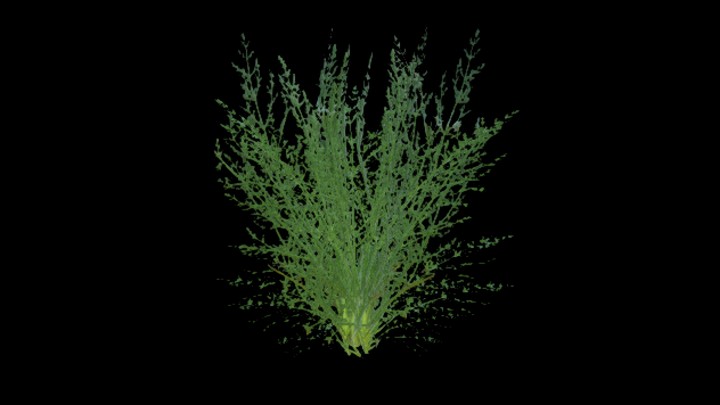 UE项目资源_模型资源_杂草019