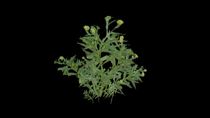 UE项目资源_模型资源_杂草027