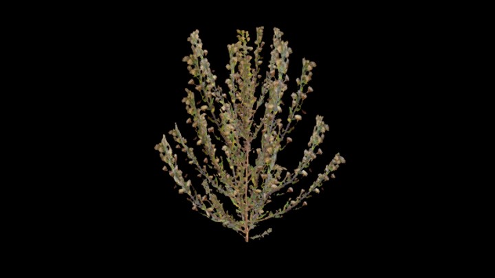 UE项目资源_模型资源_杂草030