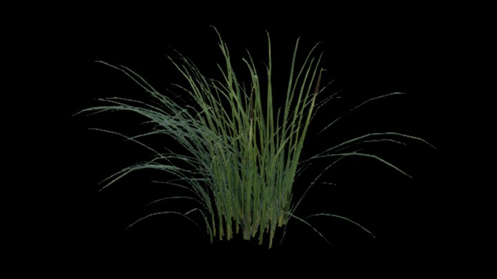 UE项目资源_模型资源_杂草043