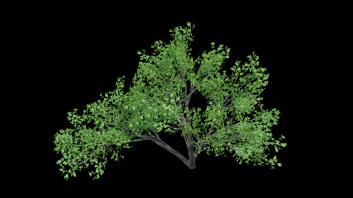 UE项目资源_模型资源_树272