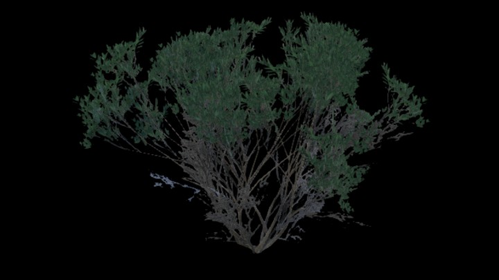 UE项目资源_模型资源_树335