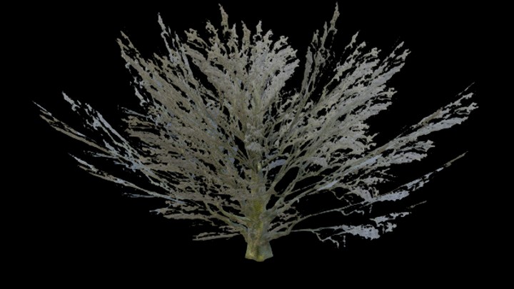 UE项目资源_模型资源_树351