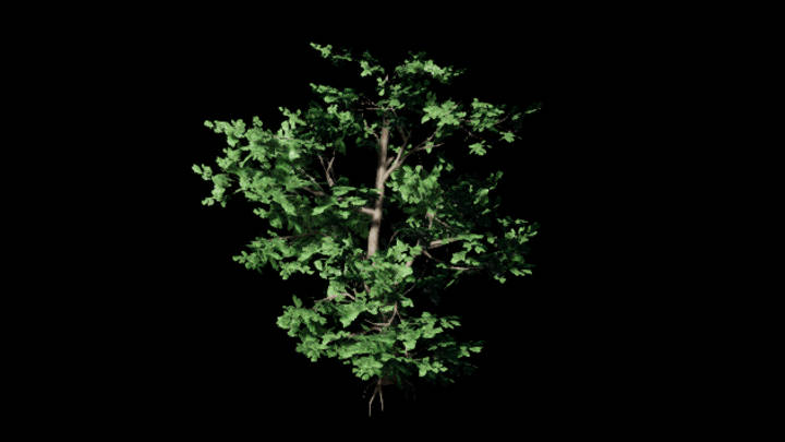 UE项目资源_模型资源_树402