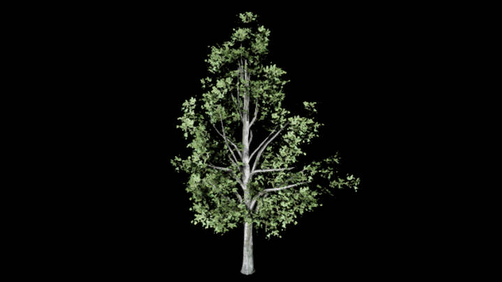 UE项目资源_模型资源_树407