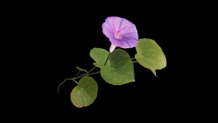 UE项目资源_模型资源_植物437