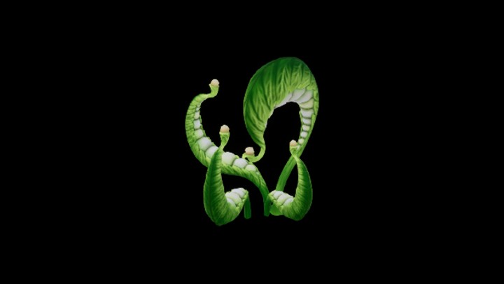 UE项目资源_模型资源_植物515