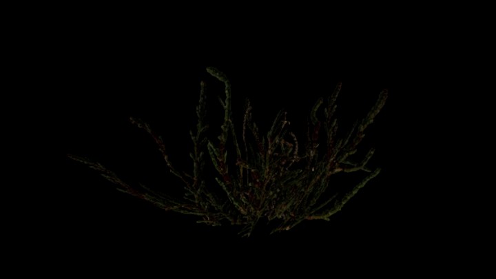 UE项目资源_模型资源_植物548