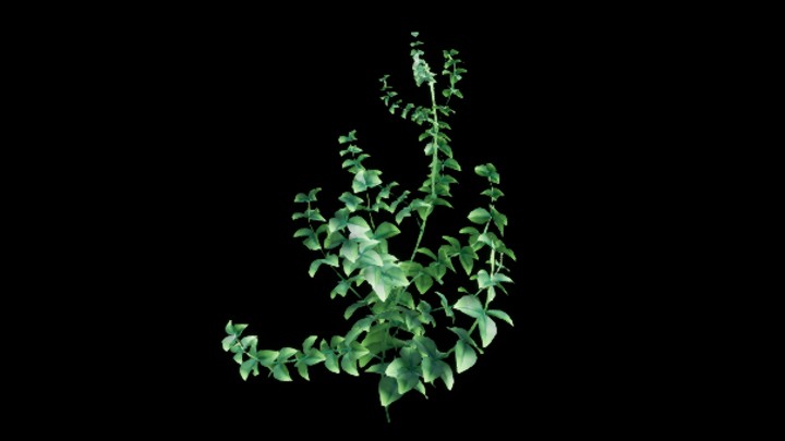 UE项目资源_模型资源_植物577
