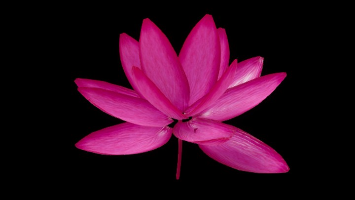 UE项目资源_模型资源_植物584