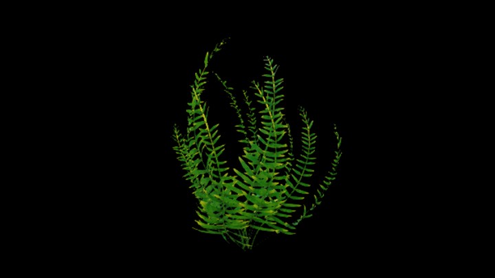 UE项目资源_模型资源_植物589