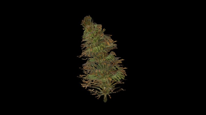 UE项目资源_模型资源_沙漠植物003