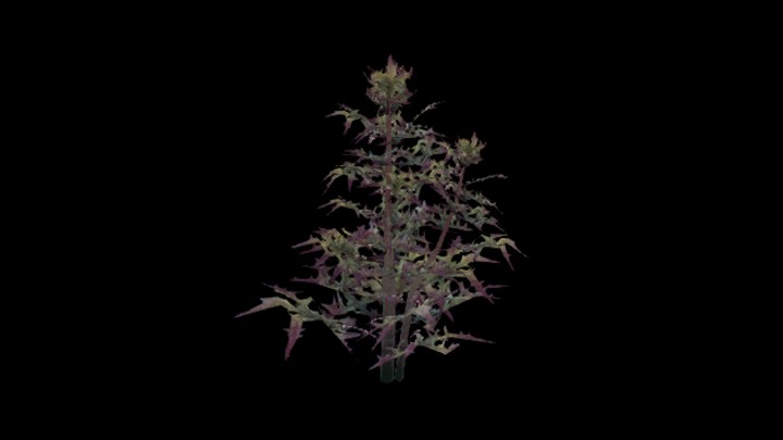 UE项目资源_模型资源_沙漠植物005