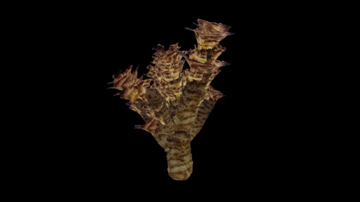 UE项目资源_模型资源_沙漠植物016