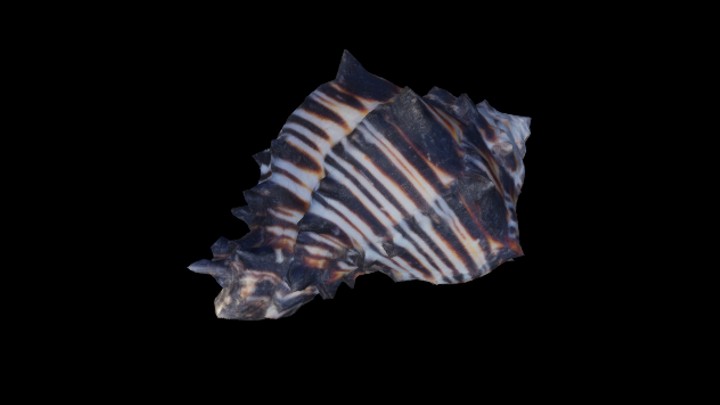 UE项目资源_模型资源_海螺001