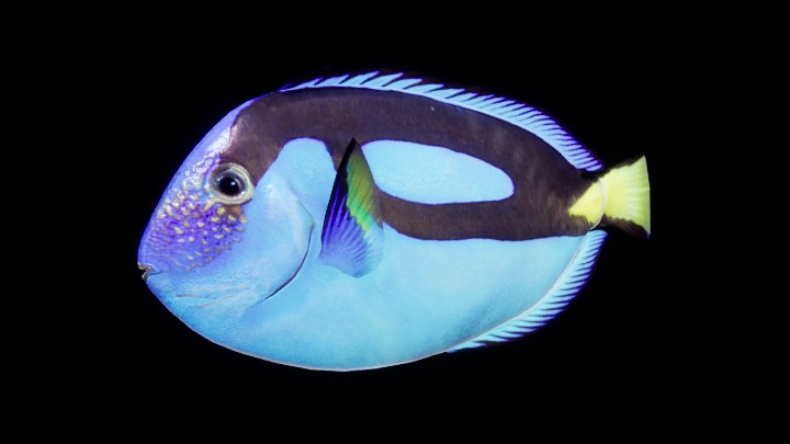 UE项目资源_模型资源_海鱼001