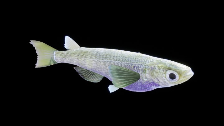 UE项目资源_模型资源_海鱼002