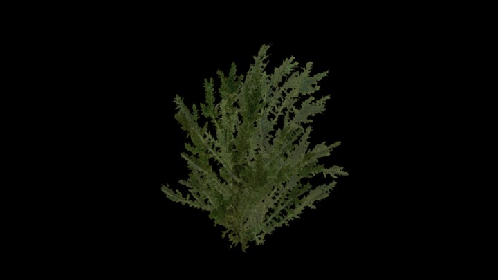 UE项目资源_模型资源_灌木028