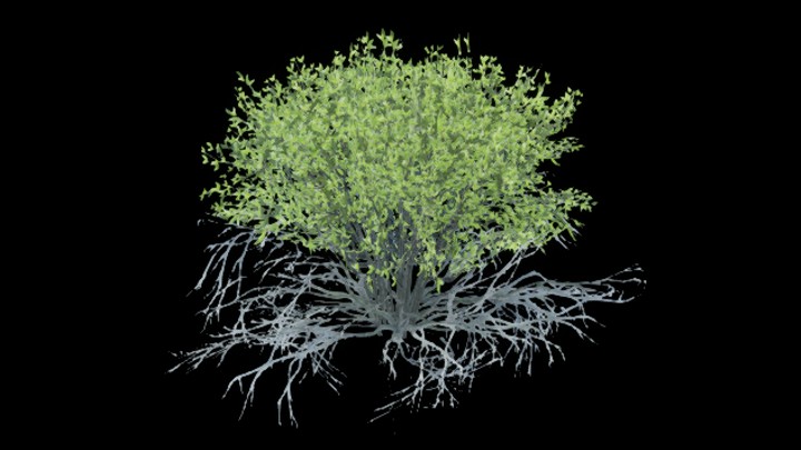 UE项目资源_模型资源_灌木045