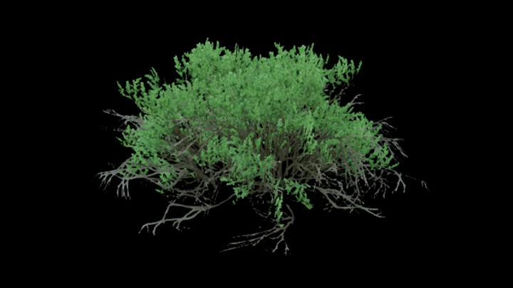 UE项目资源_模型资源_灌木046