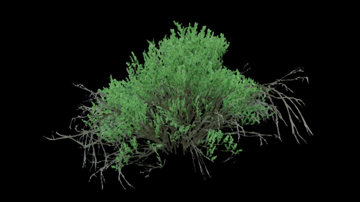 UE项目资源_模型资源_灌木047