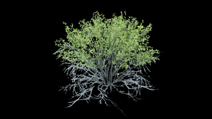 UE项目资源_模型资源_灌木050