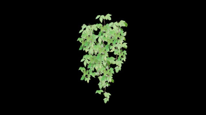 UE项目资源_模型资源_爬藤001